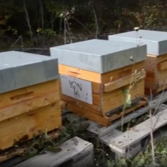 При поддержке Yon-Ka в Провансе установлены ульи более чем для 400 000 пчёл!