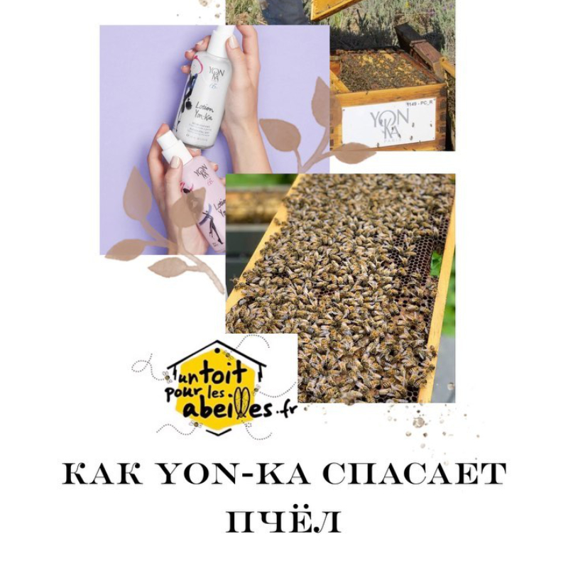 Вымирание пчёл: проблема, которая ужалит каждого🐝! Как её решить вместе с Yon-Ka?